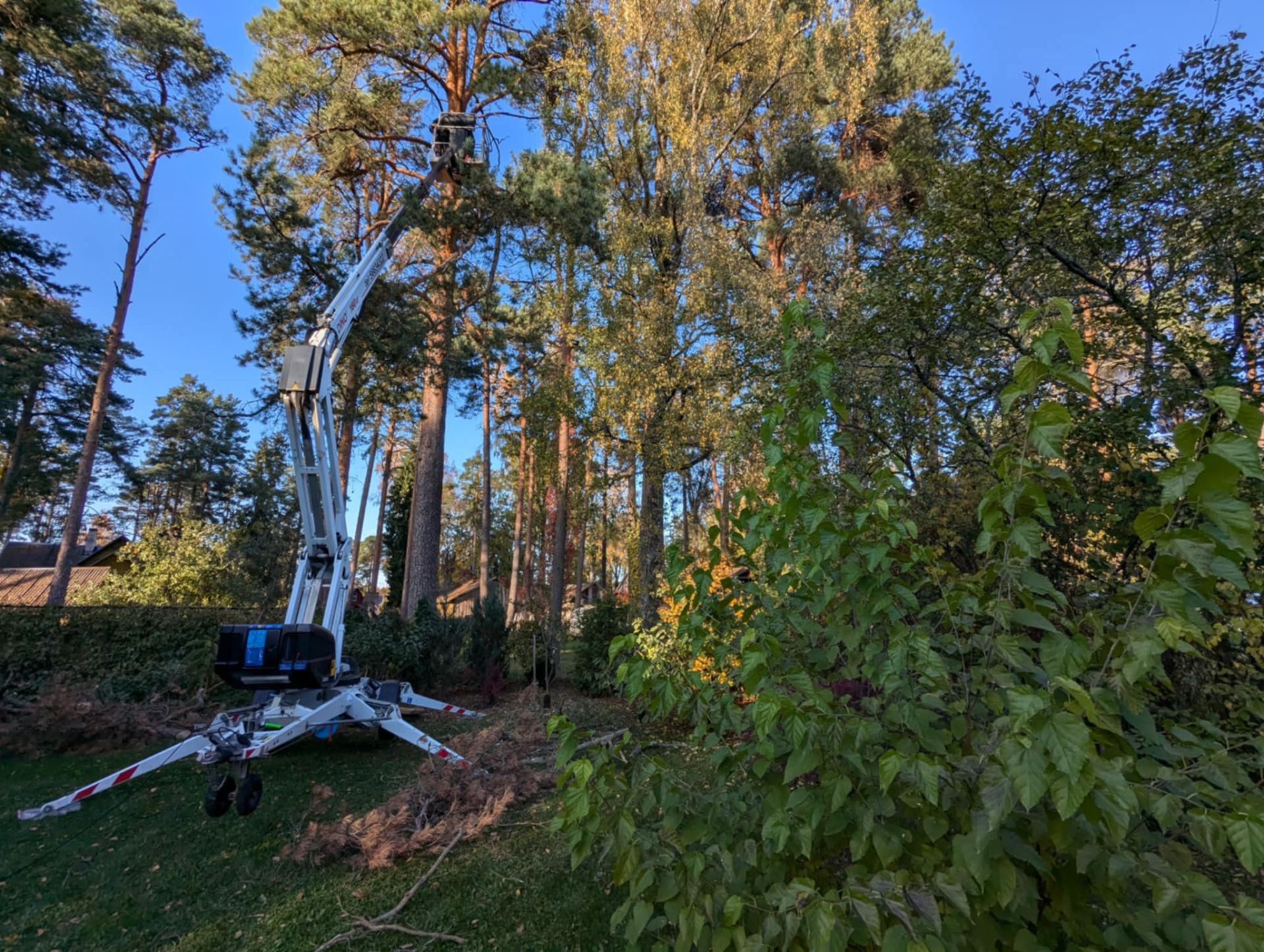 Arborist Pärnumaal. Vändra, Pärnumaa, Viljandi. Tõstuki teenused